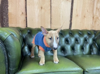 Josef the Minibull